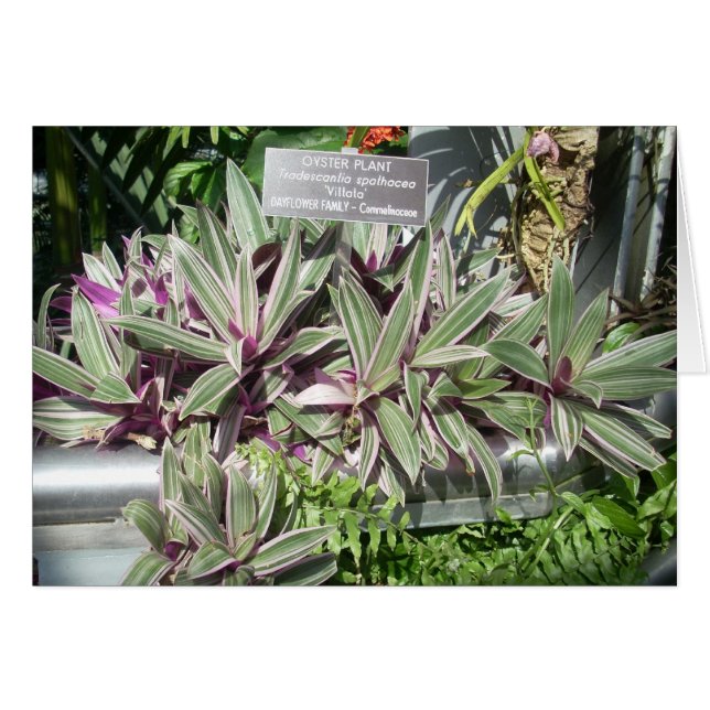 Greenhouse Flowers Eleven (Voorkant Horizontaal)