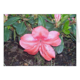 Greenhouse Flowers Nine