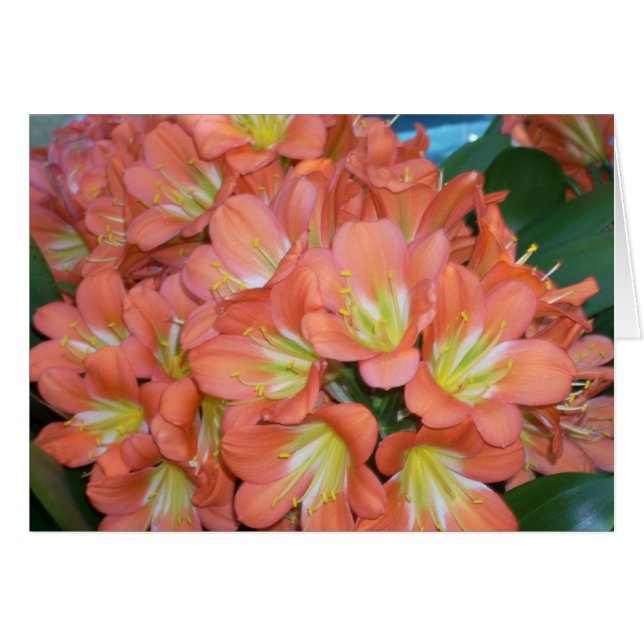 Greenhouse Flowers One (Voorkant Horizontaal)