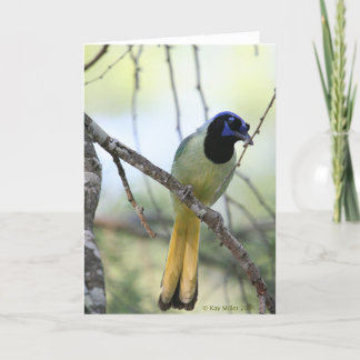Greenjay-2 Kaart