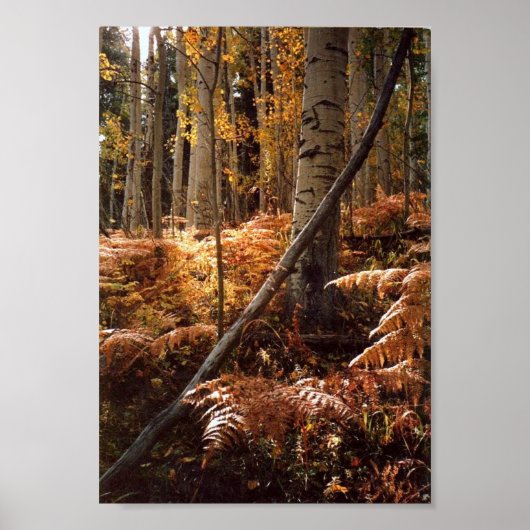 Greens Creek Hiking Path Poster (Voorkant)