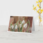 greeting card snowdrop without text kaart (Gele Bloem)
