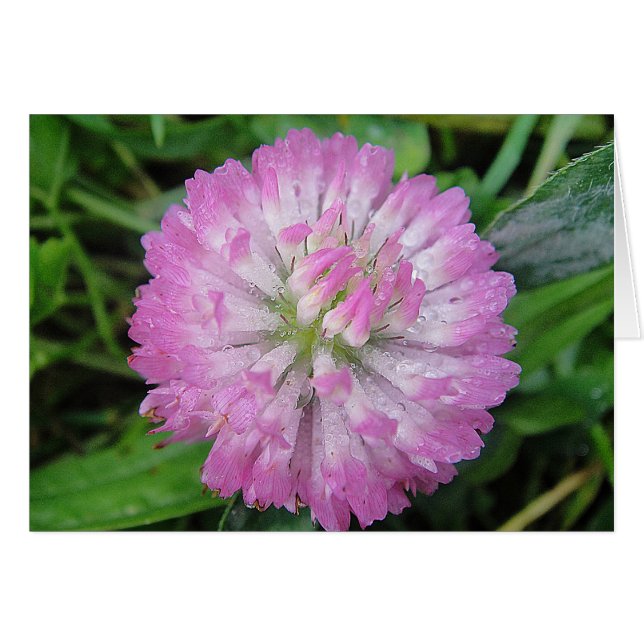 Greeting map wet roze Kleeblüte, blanco (Voorkant Horizontaal)