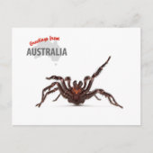 Greetings From Australia - Funnel-Web Spider Briefkaart (Voorkant)