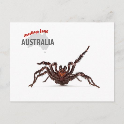 Greetings From Australia - Funnel-Web Spider Briefkaart (Voorkant)