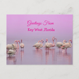 Greetings From Key West Florida, Pink Flamingo's Briefkaart