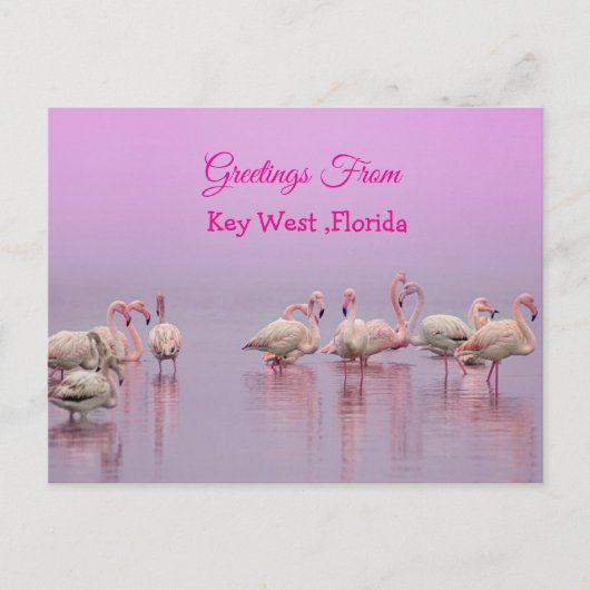 Greetings From Key West Florida, Pink Flamingo's Briefkaart (Voorkant)