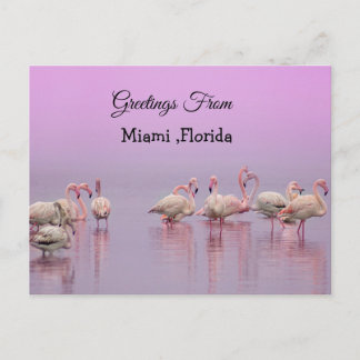 Greetings From Miami ,Florida Pink Flamingo's Briefkaart