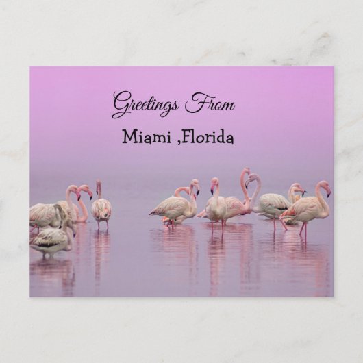 Greetings From Miami ,Florida Pink Flamingo's Briefkaart (Voorkant)