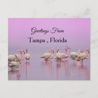Greetings From Tampa ,Florida ,Flamingo Briefkaart