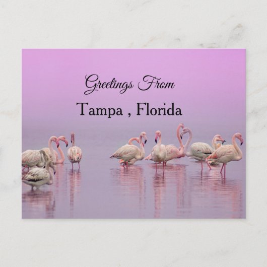 Greetings From Tampa ,Florida ,Flamingo Briefkaart (Voorkant)