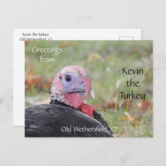 Greetings Kevin The Turkey - Old Wethersfield , CT Briefkaart (Voorkant / Achterkant)