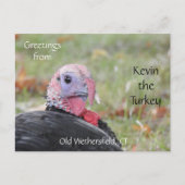 Greetings Kevin The Turkey - Old Wethersfield , CT Briefkaart (Voorkant)
