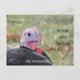 Greetings Kevin The Turkey - Old Wethersfield , CT Briefkaart