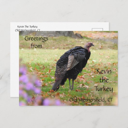 Greetings Kevin The Turkey - Old Wethersfield , CT Briefkaart (Voorkant / Achterkant)