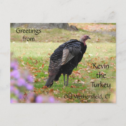 Greetings Kevin The Turkey - Old Wethersfield , CT Briefkaart (Voorkant)