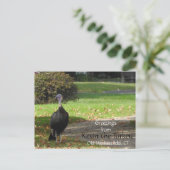 Greetings Kevin The Turkey - Old Wethersfield , CT Briefkaart (Staand voorkant)