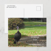 Greetings Kevin The Turkey - Old Wethersfield , CT Briefkaart (Voorkant / Achterkant)