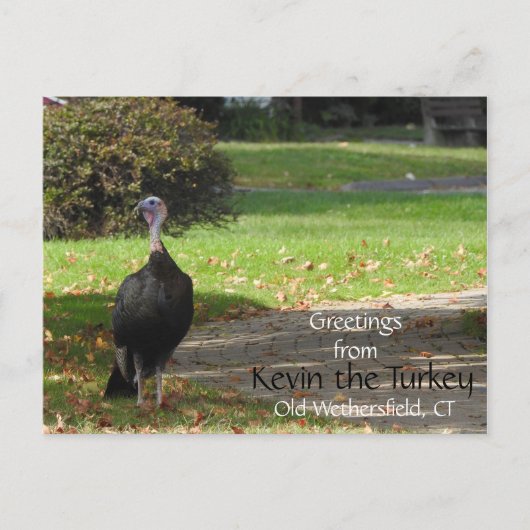 Greetings Kevin The Turkey - Old Wethersfield , CT Briefkaart (Voorkant)