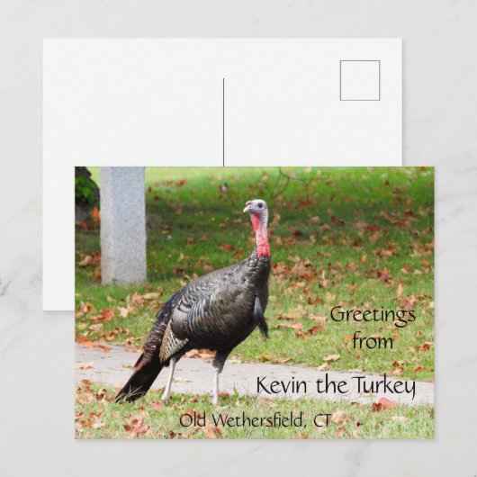 Greetings Kevin The Turkey - Old Wethersfield , CT Briefkaart (Voorkant / Achterkant)