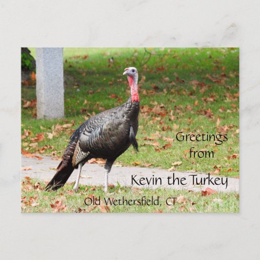 Greetings Kevin The Turkey - Old Wethersfield , CT Briefkaart (Voorkant)