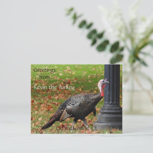 Greetings Kevin The Turkey - Old Wethersfield , CT Briefkaart (Staand voorkant)