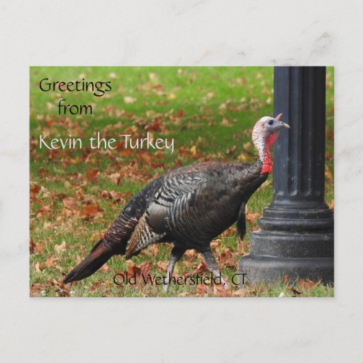 Greetings Kevin The Turkey - Old Wethersfield , CT Briefkaart (Voorkant)