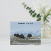 Greetings uit Utah - American Bison Briefkaart (Staand voorkant)