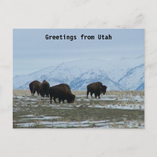 Greetings uit Utah - American Bison Briefkaart