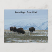 Greetings uit Utah - American Bison Briefkaart (Voorkant)