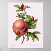 Grenade (Pomegranaat) van Pierre Redout Poster (Voorkant)