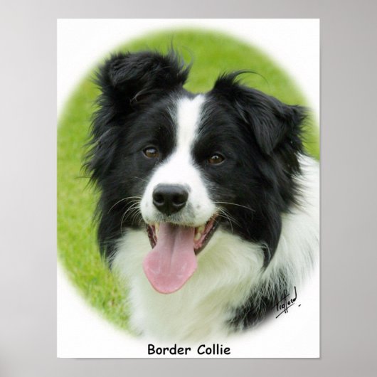 Grens Collie 9A14D-25 Poster (Voorkant)