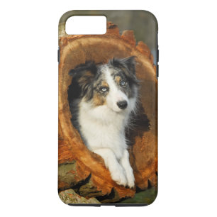 Grens Collie Blue Merle Dog, celfonecase Case-Mate iPhone Case