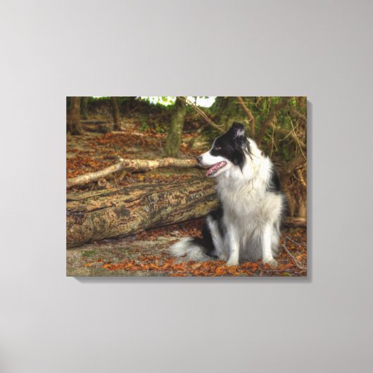 Grens Collie Hond in Herfst Bladerrijk Bos Canvas Afdruk (Voorkant)