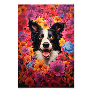 Grens Collie in bloemen Foto Afdruk