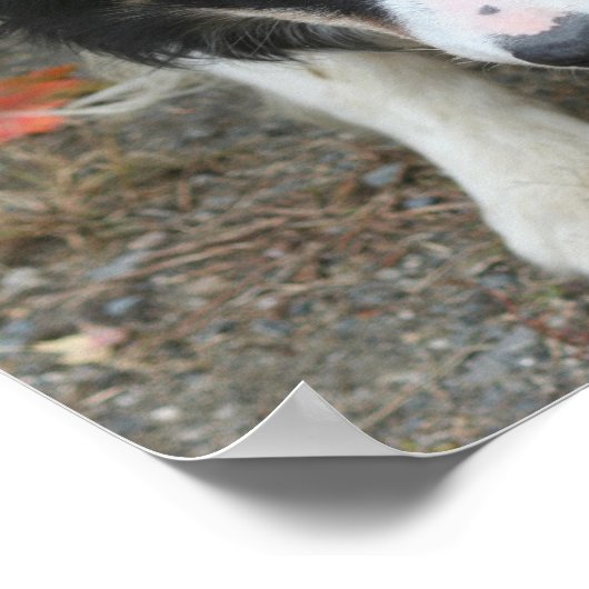 Grens Collie Kinder Room Persoonlijk Muur Poster (Hoek)