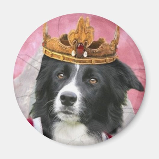 Grens Collie Magnet~Queen voor een dag Magneet (Voorkant)