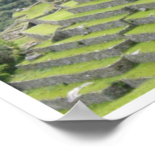 grens peruv llama poster (Hoek)