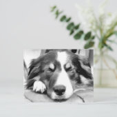 GRENSCOLLIE BRIEFKAART (Staand voorkant)