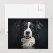 grenscollie briefkaart (Voorkant / Achterkant)