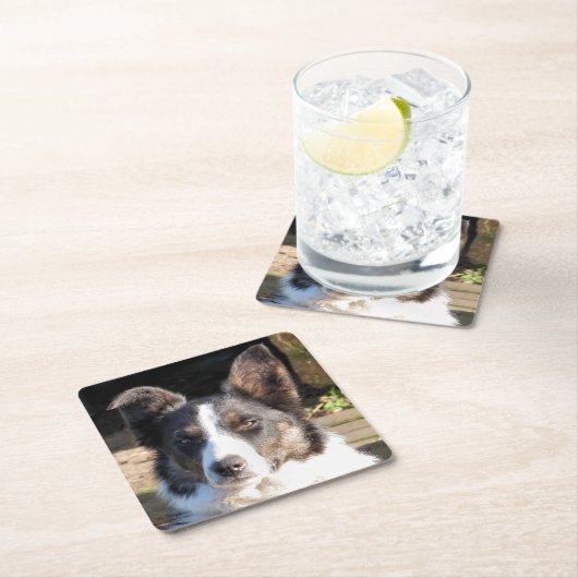 GRENSCOLLIE DOG KARTONNEN ONDERZETTERS (Insitu)