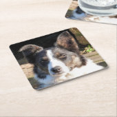 GRENSCOLLIE DOG KARTONNEN ONDERZETTERS (Schuin)