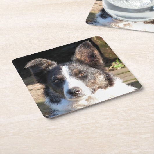 GRENSCOLLIE DOG KARTONNEN ONDERZETTERS (Schuin)