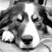 GRENSCOLLIE FEESTDAGEN KAART