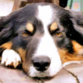 GRENSCOLLIE FOTO AFDRUK