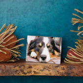 GRENSCOLLIE FOTOPLAAT (Zijkant)