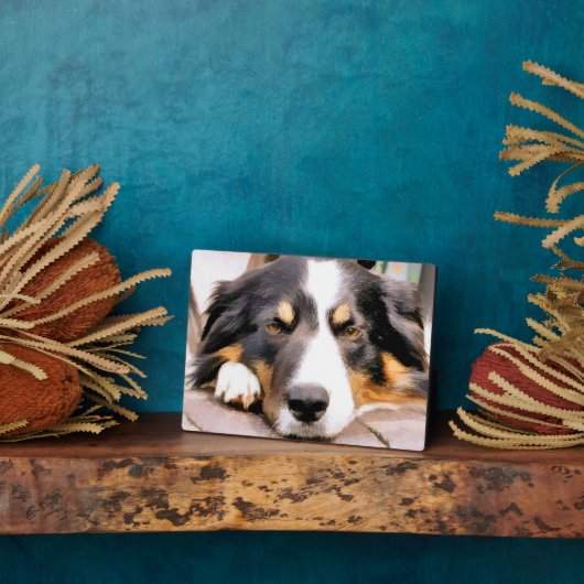 GRENSCOLLIE FOTOPLAAT (Zijkant)