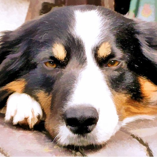 GRENSCOLLIE KERAMISCHE KNOP