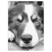 GRENSCOLLIE KLEMBORD (Achterkant)