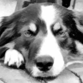 GRENSCOLLIE KLEMBORD